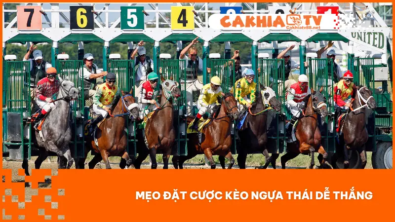 Tham gia cược kèo Ngựa Thái cần phải áp dụng một số mẹo sau để thắng lớn